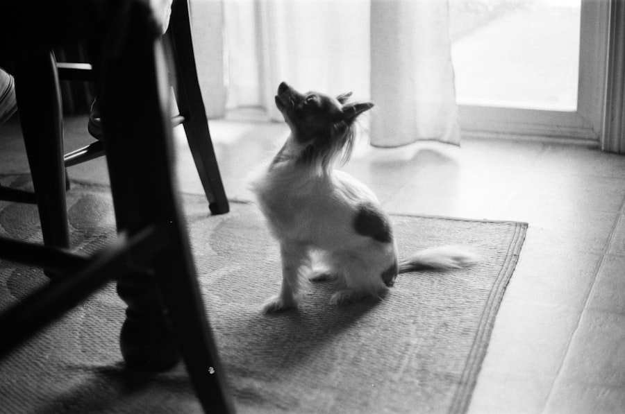 indoor cats exercise