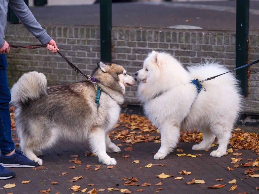 stop dog pulling leash