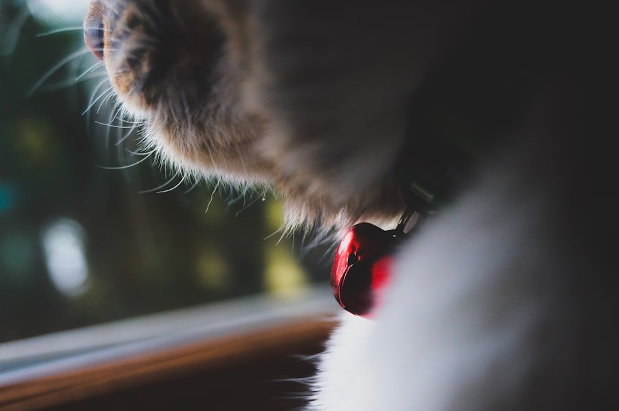 cat biting