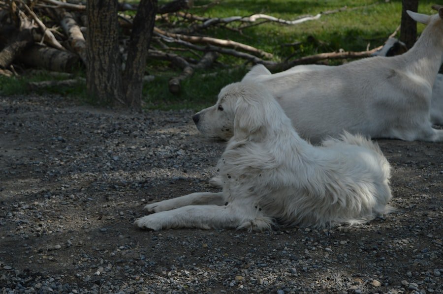 Photo dog body language
