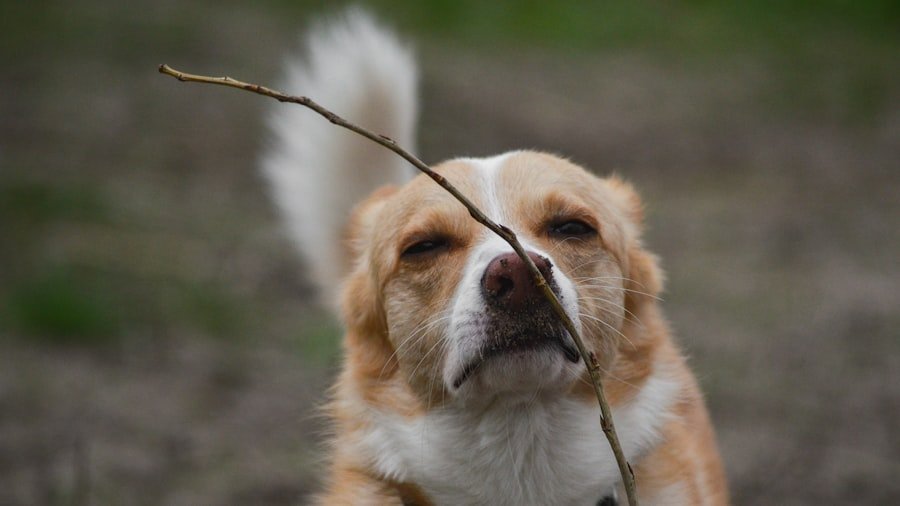Photo stop dog pulling leash