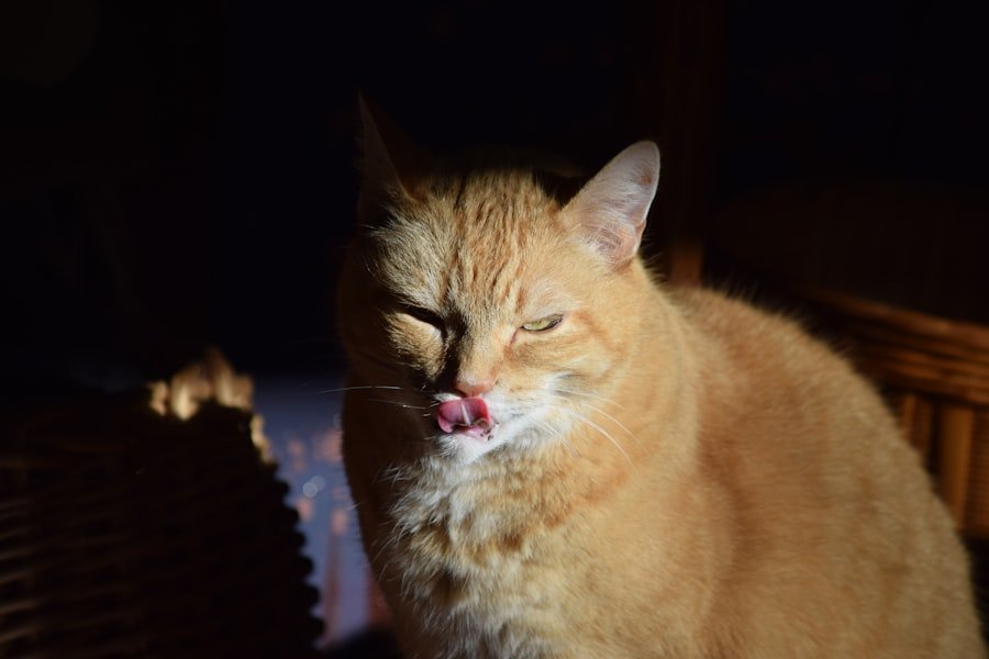 Photo cat meowing at night