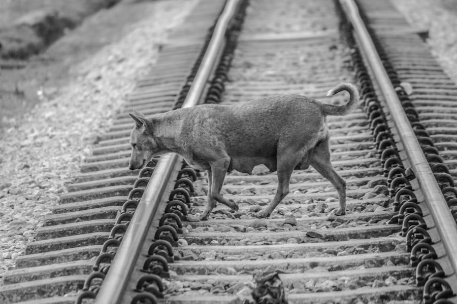 Photo train cat scratching post