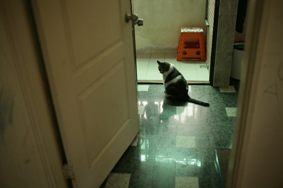 Photo cat adjust new home