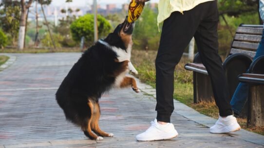 Photo dog body language