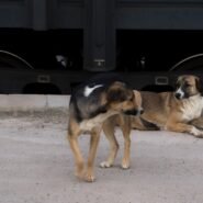 Photo stop dog pulling leash