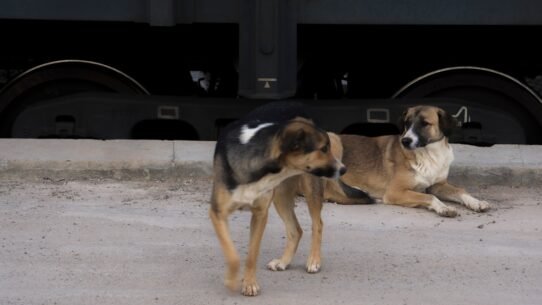 Photo stop dog pulling leash