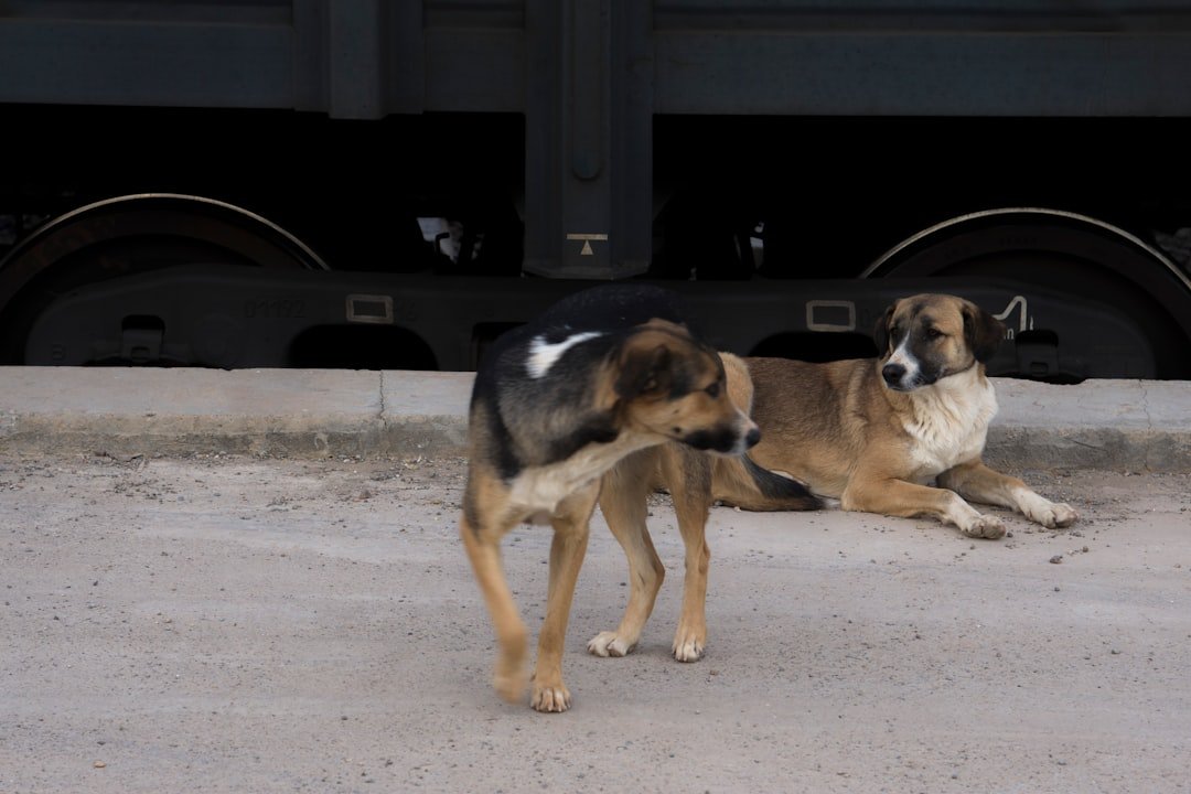 Photo stop dog pulling leash