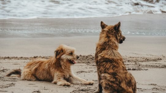 Photo teach dog stay calm strangers