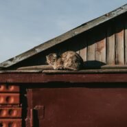 Photo train cat sleep night