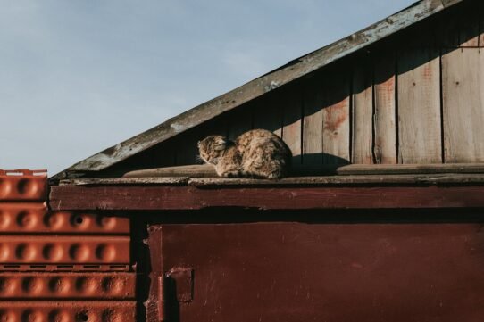 Photo train cat sleep night