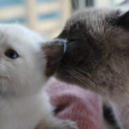 Photo introduce a new kitten to an older cat