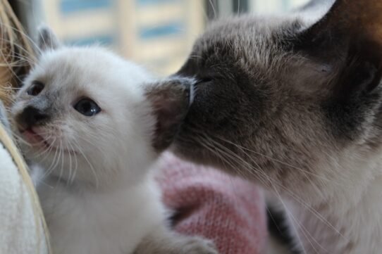 Photo introduce a new kitten to an older cat