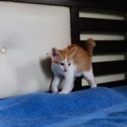 Photo cat scratching furniture