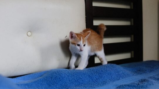 Photo cat scratching furniture