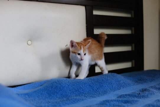 Photo cat scratching furniture