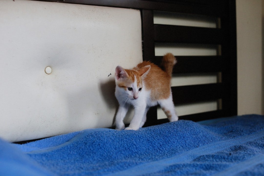 Photo cat scratching furniture