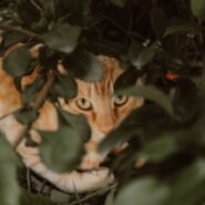 Photo shy cat trust