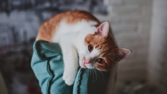 Photo calm anxious rescue cat