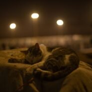 Photo cat meowing at night