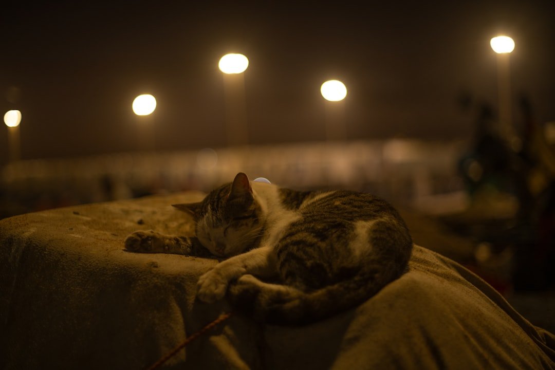 Photo cat meowing at night