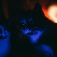 Photo cat meowing at night