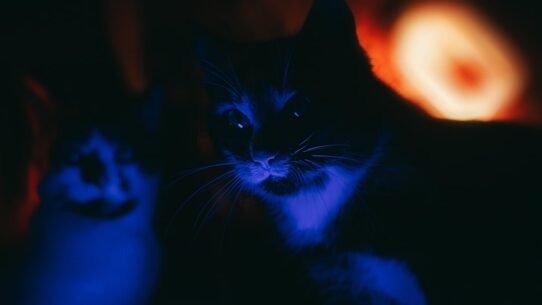 Photo cat meowing at night