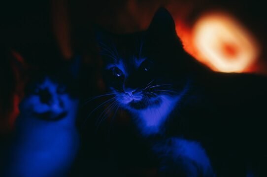 Photo cat meowing at night