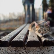 Photo train cat scratching post