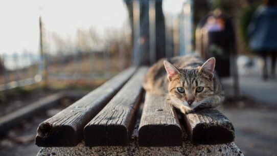 Photo train cat scratching post