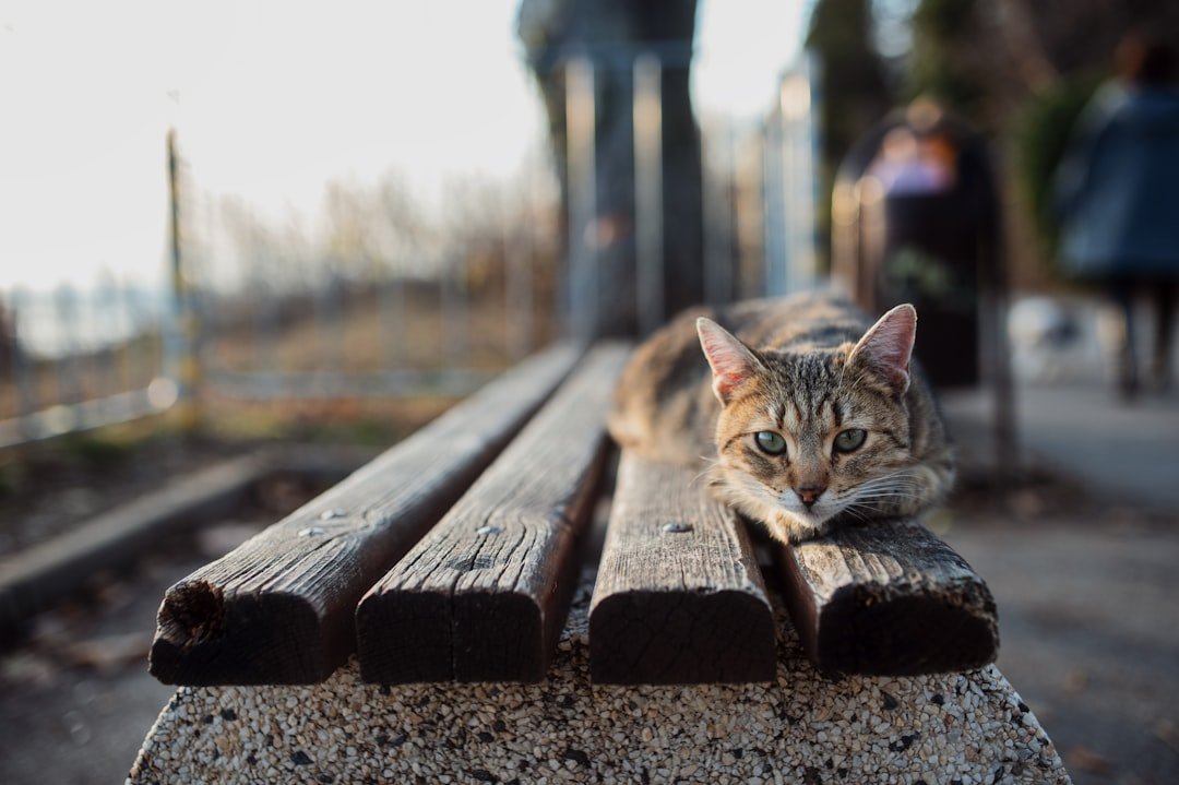 Photo train cat scratching post