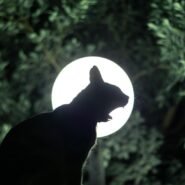 Photo cats meow at night