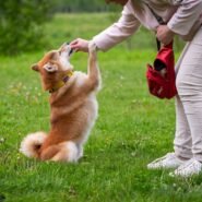 Photo teach dog confident