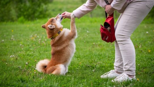 Photo teach dog confident