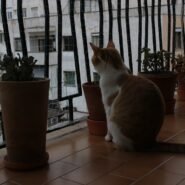 Photo indoor cats exercise