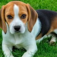 Photo beagle