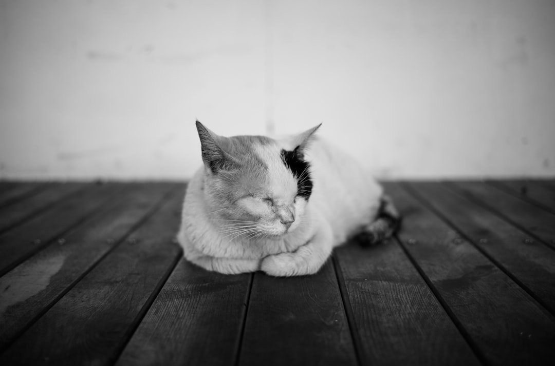 Photo cat stress